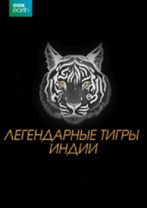 BBC. ����������� ����� ����� / My Tiger Family [2024, ��������������, WEBRip 1080p] [MVO]