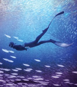 Adobe Premiere Elements 2026 (v26.1) Multilingual